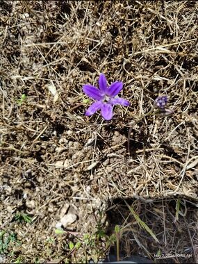 Purple Wildflower Single Bloom Print